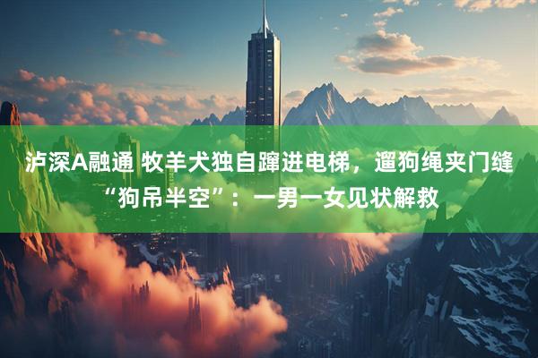 泸深A融通 牧羊犬独自蹿进电梯，遛狗绳夹门缝“狗吊半空”：一男一女见状解救